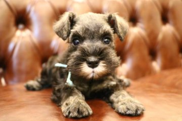 ミニチュアシュナウザー【東京都・男の子・2019年7月3日・ソルト&ペッパー】の写真「父チャンピオン母インターチャンピオン小ぶりイケメン」