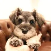 ミニチュアシュナウザー【東京都・男の子・2022年10月7日・ソルト&ペッパー】の写真1