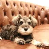 ミニチュアシュナウザー【東京都・男の子・2022年10月7日・ソルト&ペッパー】の写真2