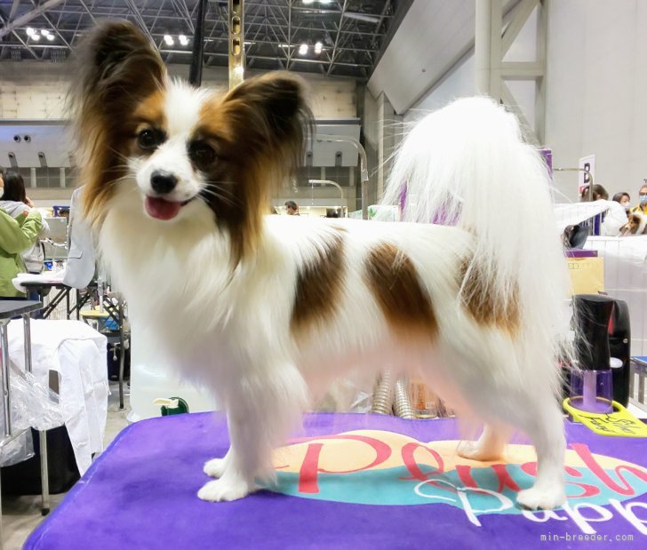 ハローキティ 子犬の散歩 パピヨン 未開封❗️ハローキティ 子犬のお散歩 パピヨン