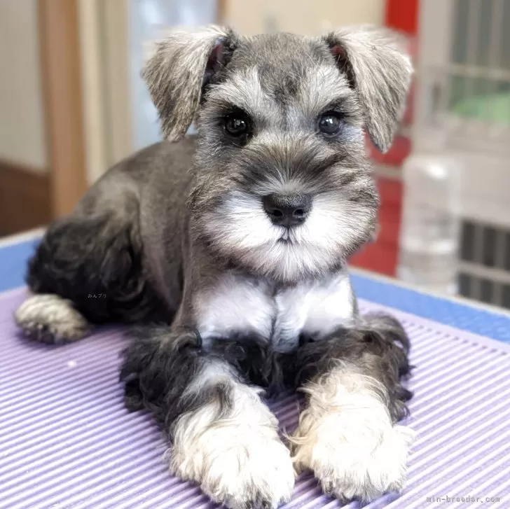 ID：2509-01923の子犬