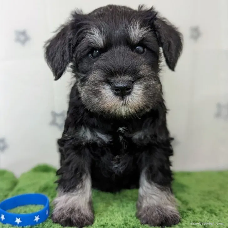ID:2306-02623の子犬