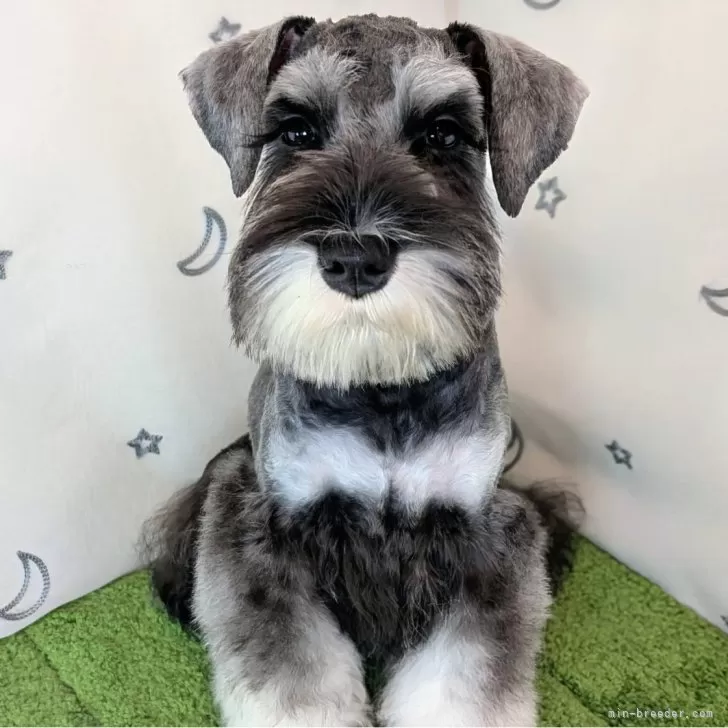ID:2408-04765の子犬