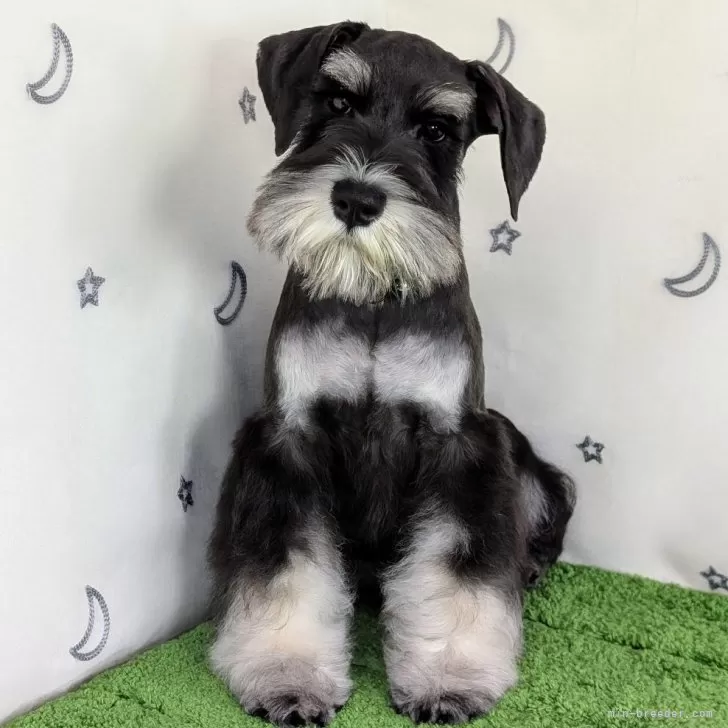 ID：2404-05760の子犬