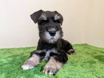 ミニチュアシュナウザー【千葉県・男の子・2021年5月12日・ブラック&シルバー】の写真「毛質の綺麗な元気いっぱい甘えん坊な男の仔です　」