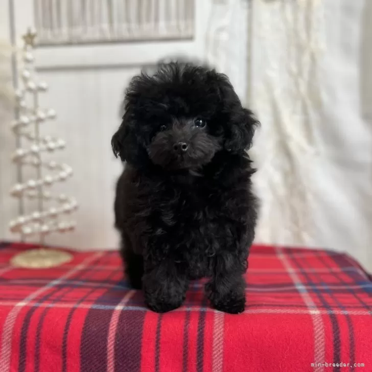 ID：2509-07304の子犬