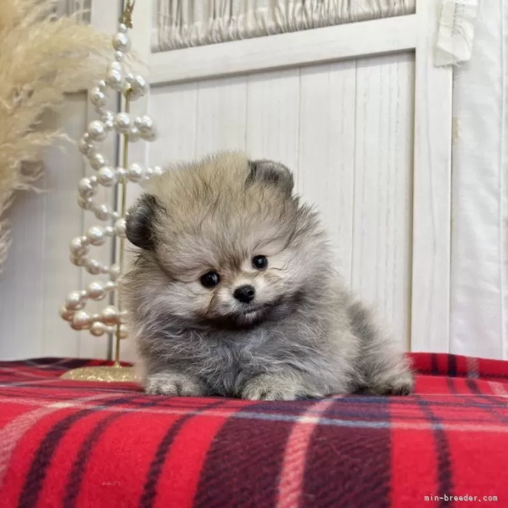 ポメラニアン【愛媛県・男の子・2025年9月23日・クリームセーブル】の写真1