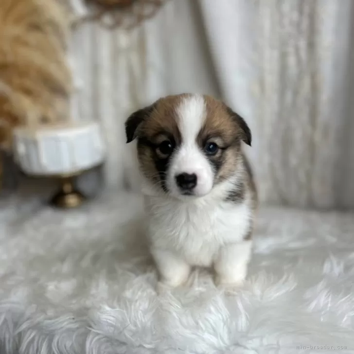 ID：2508-03870の子犬