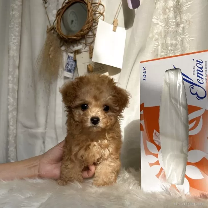 みゆ 様のお迎えした子犬