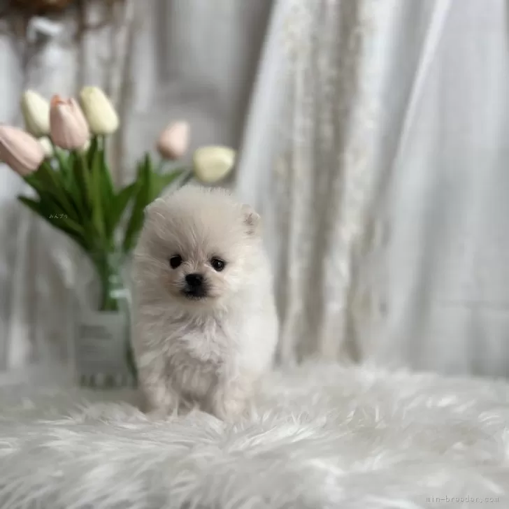 ID:2504-00646の子犬