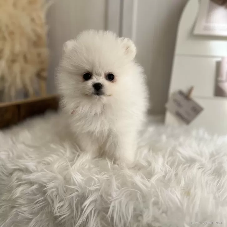 ID：2509-01439の子犬
