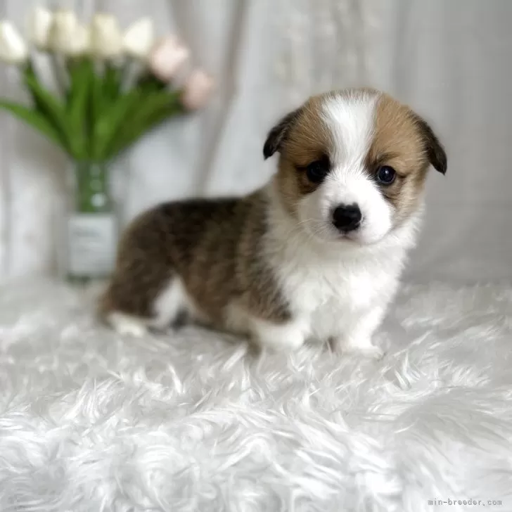 ID:2504-02804の子犬