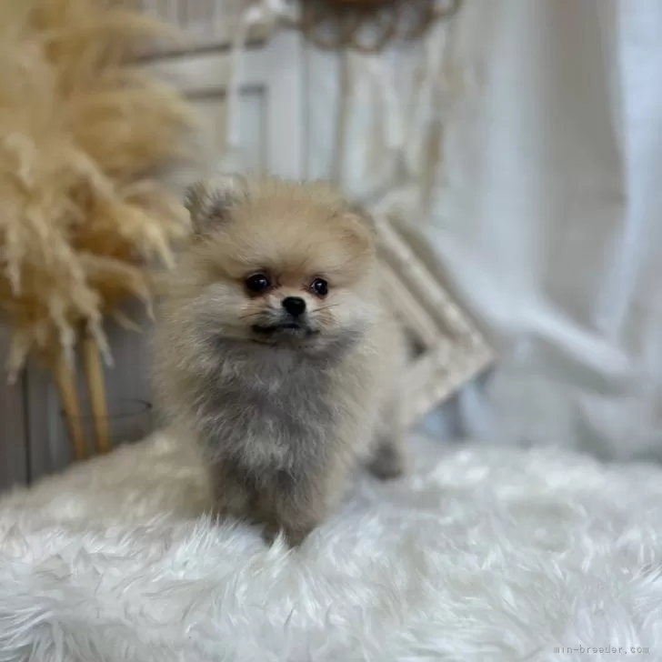 ID:2507-08271の子犬