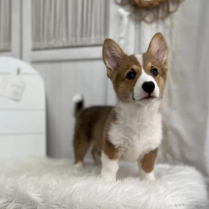 ID:2508-03869の子犬