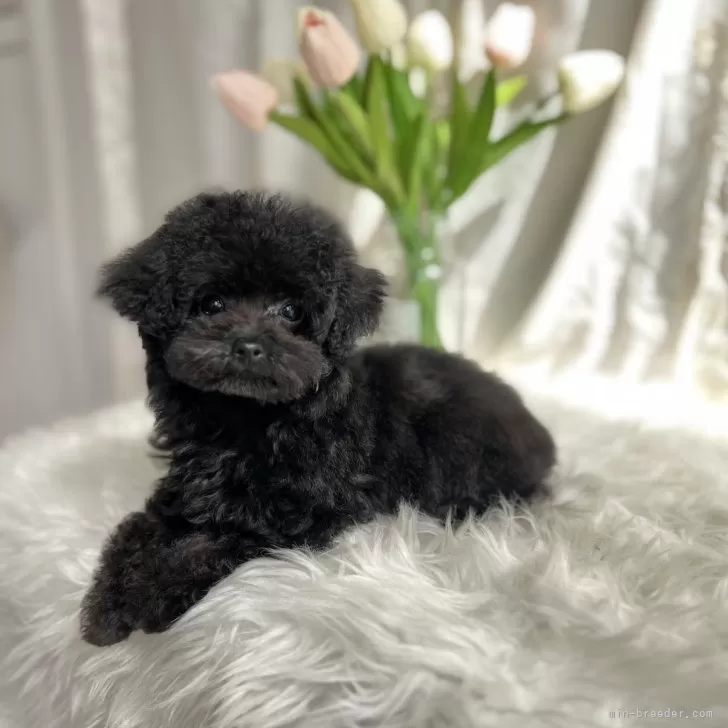 ID：2502-03388の子犬
