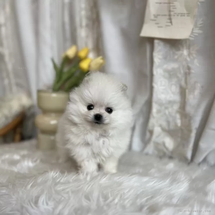 ID:2501-05088の子犬