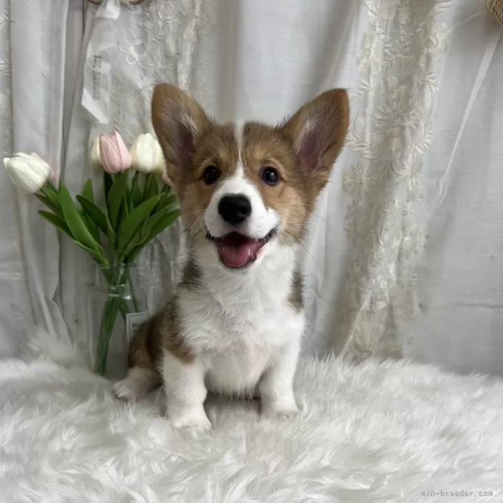 ID：2501-02383の子犬