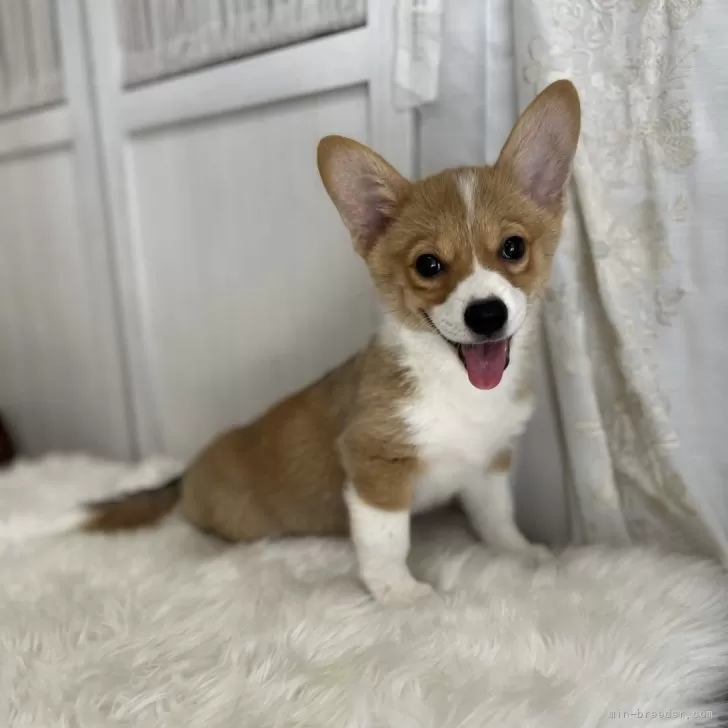 T.M 様のお迎えした子犬