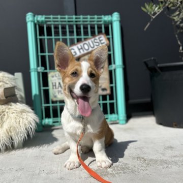 ウェルシュ・コーギー・ペンブロークの子犬を探す｜ブリーダー