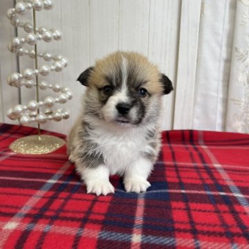 ウェルシュ・コーギー・ペンブローク【愛媛県・男の子・2025年10月29日・レッド&ホワイト】の写真「両親DMクリアです。尻尾付き」