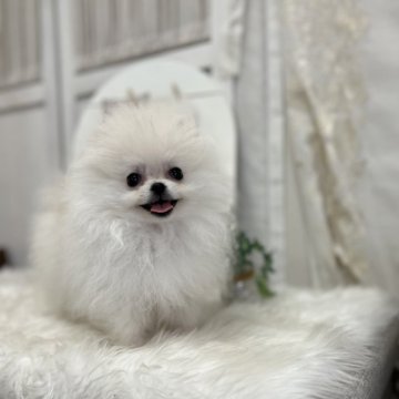 ポメラニアン【愛媛県・女の子・2025年7月13日・ホワイト】の写真「極小です可愛い過ぎます！」