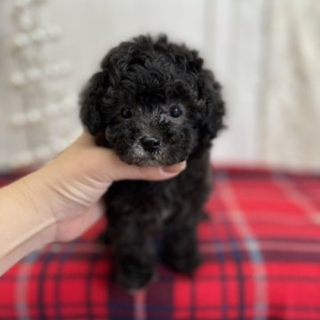 トイプードル(タイニー)【愛媛県・男の子・2025年10月25日・シルバー】の写真「くまさんみたいにモコモコです」