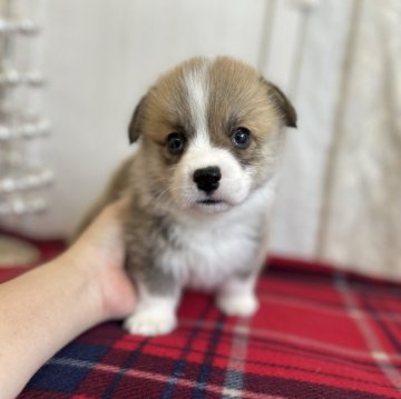 ウェルシュ・コーギー・ペンブローク【愛媛県・男の子・2025年10月29日・レッド&ホワイト】の写真「両親DMクリアです。尻尾付き」