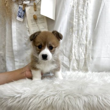レッド＆ホワイトのコーギーの子犬を探す｜ブリーダー直販の子犬
