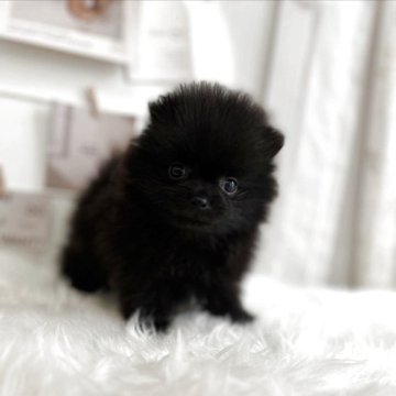 ポメラニアン【愛媛県・男の子・2025年8月1日・ブラック】の写真「可愛い過ぎます！くろまめ君」