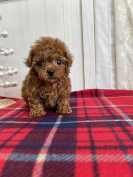 トイプードル(ティーカップ)【愛媛県・男の子・2025年10月20日・レッド】の写真「小ぶりで元気な子です」