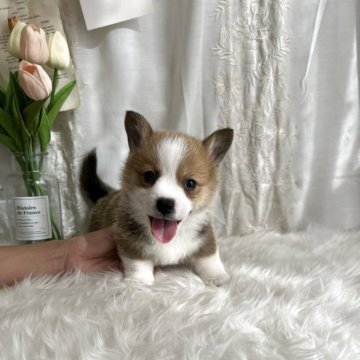 ウェルシュ・コーギー・ペンブローク【愛媛県・男の子・2025年3月9日・レッド&ホワイト】の写真「両親DMクリアです。とても美しい子」
