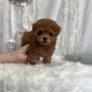 トイプードル(タイニー)【愛媛県・女の子・2025年2月7日・レッド】の写真「まるでテディベア🧸ドアーフをお探しの方おすすめ」