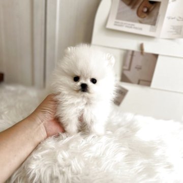 ポメラニアン【愛媛県・女の子・2025年7月13日・ホワイト】の写真「極小です可愛い過ぎます！」