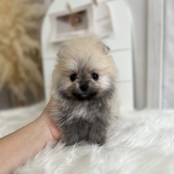 ポメラニアン【愛媛県・男の子・2025年8月1日・クリームセーブル】の写真「可愛い過ぎます！マロンくん」