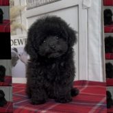 トイプードル(ティーカップ)