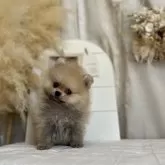 ポメラニアン