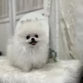 ポメラニアン