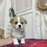 ウェルシュ・コーギー・ペンブローク