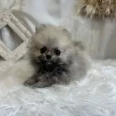 ポメラニアン