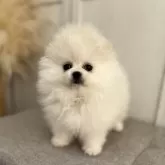 ポメラニアン