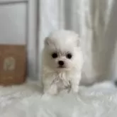 ポメラニアン