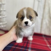 ウェルシュ・コーギー・ペンブローク