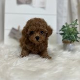 トイプードル(ティーカップ)
