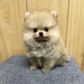 ポメラニアン