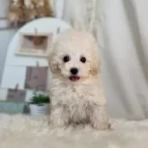 タイニープードル