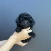 ティーカッププードル