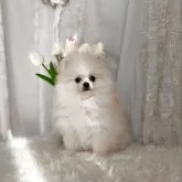 ポメラニアン