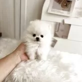 ポメラニアン
