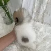 ポメラニアン【愛媛県・男の子・2025年2月21日・パーティ】の写真2