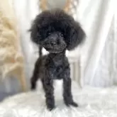 ティーカッププードル【愛媛県・女の子・2024年12月21日・ブラック】の写真5